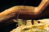 trifasciata_800_04.jpg