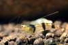 trifasciata_800_02.jpg