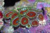 zoa1.jpg