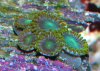 zoa2.jpg