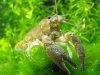 Procambarus vasquezae.jpg