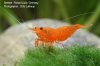 N.heteropoda orange RL.jpg