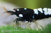 Pinto Bee Shrimp2.jpg