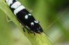 Pinto Bee Close up .jpg