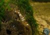 Special Bees 012.JPG