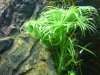 Syngonanthus macrocaulon1.jpg