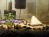Amano-Test3.jpg