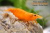 orange Sakura 8.jpg