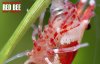 Red Bee 82.jpg