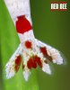 Red BEE 1.jpg