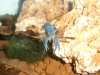 Cherax23.12.11.jpg