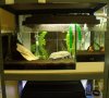 Neues Tigerbecken.jpg