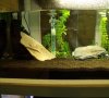 Neues Tigerbecken (links).jpg