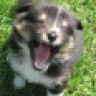 Sheltie