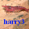 harry3