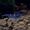 TheShrimpbar