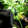 Callidus