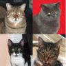 4Cats