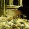 Celler