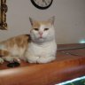 Lenak