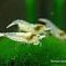 Ninchen007