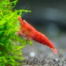 shiny shrimp