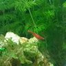 catfish13