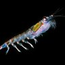 Krill