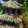 Blackredshrimp