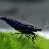 GhostShrimp