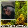 frosch