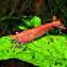 lemming72