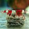 Red Crystal 76