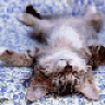 catz426