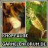 knopfauge