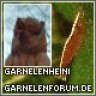 Garnelenheini