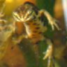petzvonpetz