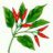 capsicum