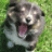 Sheltie