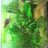 Betta splendens
