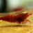 Ocellaris