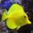 The_Fishinator
