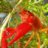 rainbow-parrot