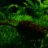 Blackguppy