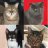 4Cats