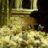 Celler