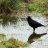Ravencry83