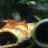 Aquaristikfreak19961996
