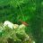 catfish13