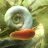 Gastropoda